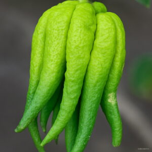 100 Pcs Bergamot Bonsai Family Vegetable Pots Gold Buddha Hand Purify Air Outdoor Yellow Melon Good Tasty Succulent Fruit Seeds - 2