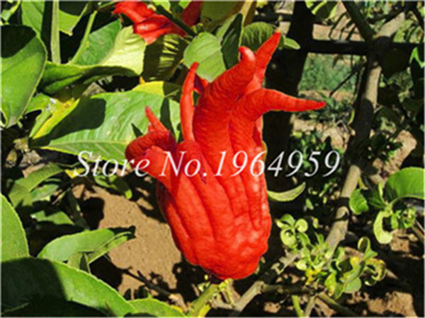 Bergamot Vegetable Seeds 100 Pcs Gold Buddha Hand Airpurifying Yellow Melon Delicious Fruit Outdoor Use - 5