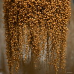 150 Pcs Rainbow Pearl Chlorophytum Bonsai Beads Garden Succulentas Absorb Formaldehyde Air Purification Potted Indoor Plant Seeds - 6 150 Pcs Rainbow Pearl Chlorophytum Bonsai Beads Garden Succulentas Absorb Formaldehyde Air Purification Potted Indoor Plant Seeds - 6