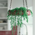 150 Pcs Rainbow Pearl Chlorophytum Bonsai Beads Garden Succulentas Absorb Formaldehyde Air Purification Potted Indoor Plant Seeds - 4 150 Pcs Rainbow Pearl Chlorophytum Bonsai Beads Garden Succulentas Absorb Formaldehyde Air Purification Potted Indoor Plant Seeds - 4