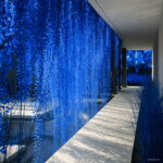 150 Pcs Rainbow Pearl Chlorophytum Bonsai Beads Garden Succulentas Absorb Formaldehyde Air Purification Potted Indoor Plant Seeds - 2 150 Pcs Rainbow Pearl Chlorophytum Bonsai Beads Garden Succulentas Absorb Formaldehyde Air Purification Potted Indoor Plant Seeds - 2