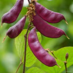 100 Pcs Purple Sweet Lentils Bonsai Peas Green Beans Non Organic Vegetable Diy Garden Seeds - 3