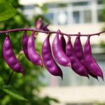 100 Pcs Purple Sweet Lentils Bonsai Peas Green Beans Non Organic Vegetable Diy Garden Seeds - 2
