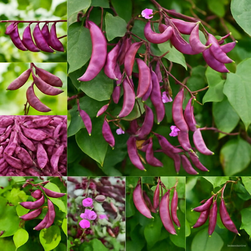 100 Pcs Purple Sweet Lentils Bonsai Peas Green Beans Non Organic Vegetable Diy Garden Seeds
