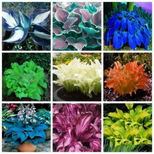 Sales 200 Pcs Mixed Hosta Bonsai Jardin Perennials Lily Flower Pot White Lace Diy Home Garden Ground Cover Plant Seeds