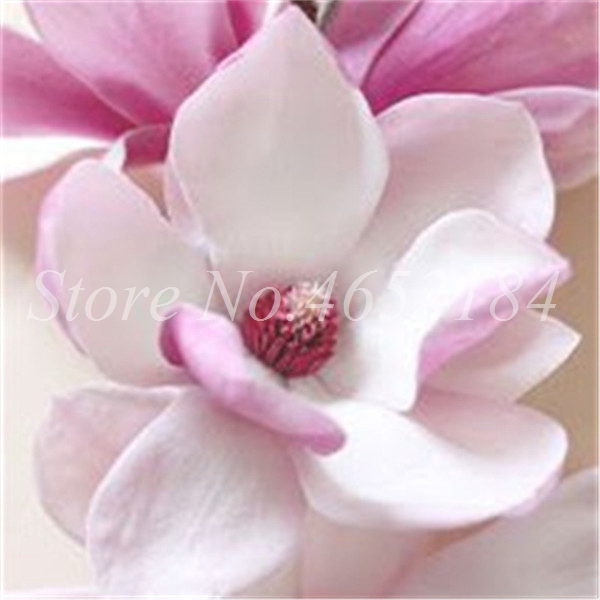 100pcs Multicolor Magnolia Flower Seeds Stunning Perennial Tree For Indooroutdoor Landscaping Optional Light Feature - 5