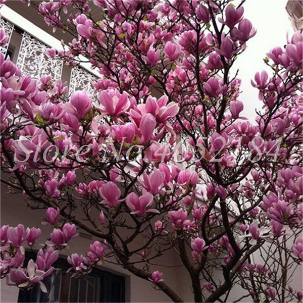 100pcs Multicolor Magnolia Flower Seeds Stunning Perennial Tree For Indooroutdoor Landscaping Optional Light Feature - 4