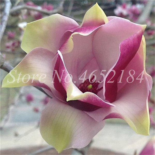 100pcs Multicolor Magnolia Flower Seeds Stunning Perennial Tree For Indooroutdoor Landscaping Optional Light Feature - 2