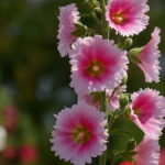 Real 300 Pcs Lot Mixed Hollyhock Bonsai Country Romance Flowering Diy Home Garden Planting Colors Seeds - 5 Real 300 Pcs Lot Mixed Hollyhock Bonsai Country Romance Flowering Diy Home Garden Planting Colors Seeds - 5