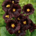 Real 300 Pcs Lot Mixed Hollyhock Bonsai Country Romance Flowering Diy Home Garden Planting Colors Seeds - 3 Real 300 Pcs Lot Mixed Hollyhock Bonsai Country Romance Flowering Diy Home Garden Planting Colors Seeds - 3