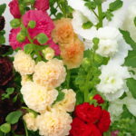 Real 300 Pcs Lot Mixed Hollyhock Bonsai Country Romance Flowering Diy Home Garden Planting Colors Seeds - 2 Real 300 Pcs Lot Mixed Hollyhock Bonsai Country Romance Flowering Diy Home Garden Planting Colors Seeds - 2