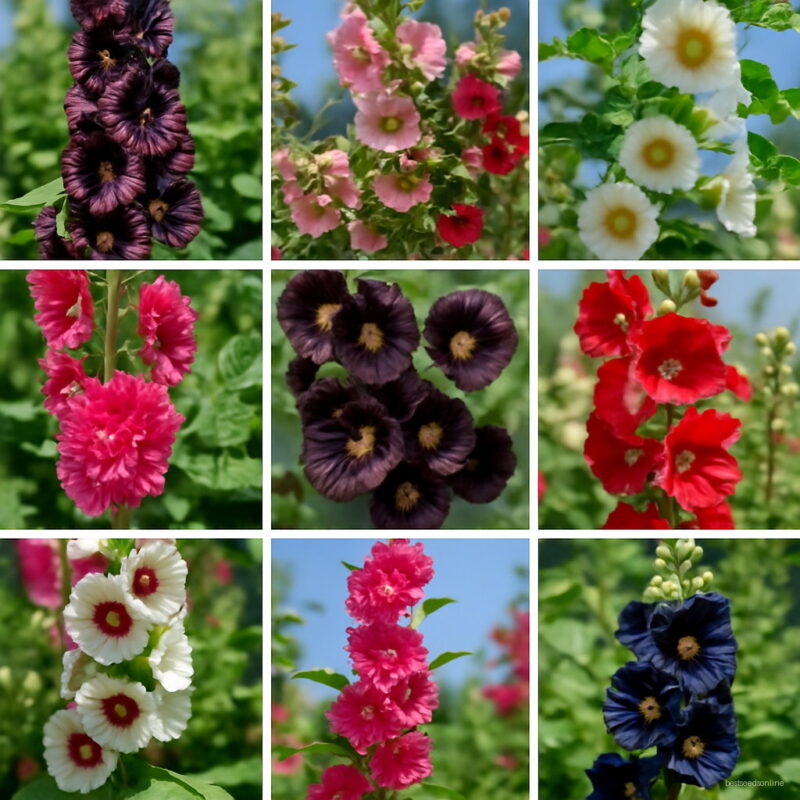 Real 300 Pcs Lot Mixed Hollyhock Bonsai Country Romance Flowering Diy Home Garden Planting Colors Seeds