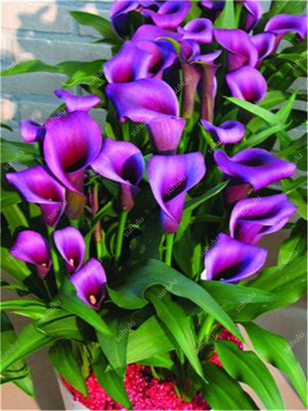 Large 200 Pcs Pack Of Dwarf Calla Lily Flower Seeds For Natural Indoor Growth - 2