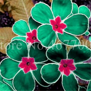 100 Pcs Europe Primula Plant Primrose Bonsai Potted Ornamental Flower Planta Home Garden Outdoor Pot Planter Seeds - 2