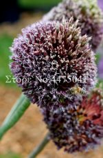 200pcs Giant Allium Giganteum Onion Bonsai Beautiful Flower Plants Diy Home Garden The Budding Rate 95% Flowers Seedling Outdoor Seeds - 6