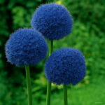 200pcs Giant Allium Giganteum Onion Bonsai Beautiful Flower Plants Diy Home Garden The Budding Rate 95% Flowers Seedling Outdoor Seeds - 3