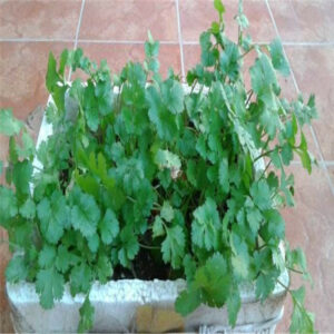Bonsai Coriander Home Garden Organic Vegetables Fragrant Taste Delicious Cooking 100 Pcs Seeds - 2