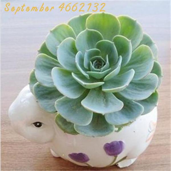 Echeveria Purpusorum 100 Pcs Fresh Succulent Seeds Gorgeous Round Leaf Ideal For Indoor Greenery And Landscaping - 23
