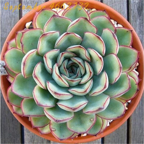 Echeveria Purpusorum 100 Pcs Fresh Succulent Seeds Gorgeous Round Leaf Ideal For Indoor Greenery And Landscaping - 19