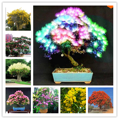 Echeveria Purpusorum 100 Pcs Fresh Succulent Seeds Gorgeous Round Leaf Ideal For Indoor Greenery And Landscaping - 16