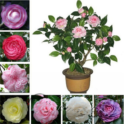 Echeveria Purpusorum 100 Pcs Fresh Succulent Seeds Gorgeous Round Leaf Ideal For Indoor Greenery And Landscaping - 4