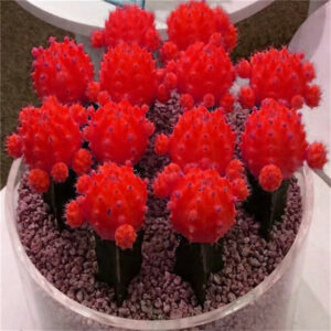 Selling 100 Pcs Cactus Bonsai Mixed Living Stones Succulent Flowers Organic Garden Perennial Herb Indoor Seeds - 2