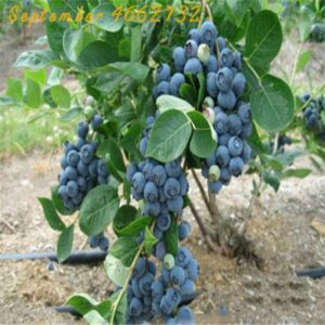 Blueberry Bonsai Sales Promotion100pcs Fruit Outdoor Tree Highbush Blueberries Diy Countyard Plants Home Seeds - 2