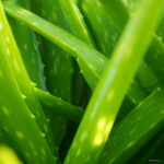 100 Pcs Aloe Vera Plant Beauty Cosmetic Bonsai Plants Home & Garden Vegetables And Fruit Succulent Flower Seeds - 6 100 Pcs Aloe Vera Plant Beauty Cosmetic Bonsai Plants Home & Garden Vegetables And Fruit Succulent Flower Seeds - 6