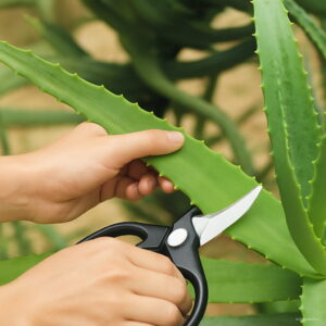 100 Pcs Aloe Vera Plant Beauty Cosmetic Bonsai Plants Home & Garden Vegetables And Fruit Succulent Flower Seeds - 2