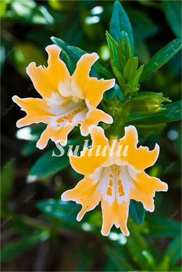 Lily Exotic Lilium Flower Seeds With Pleasant Fragrance Not Bulbs 200 Pcs Pack - 5