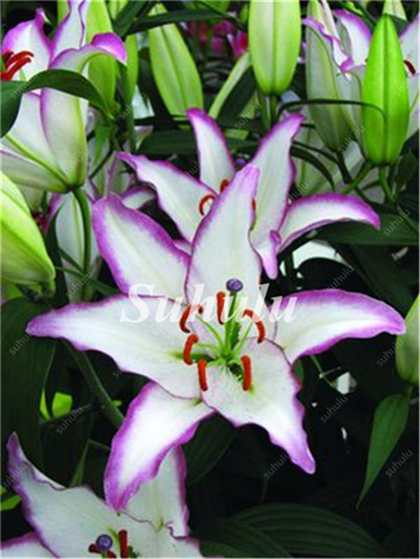 Lily Exotic Lilium Flower Seeds With Pleasant Fragrance Not Bulbs 200 Pcs Pack - 4