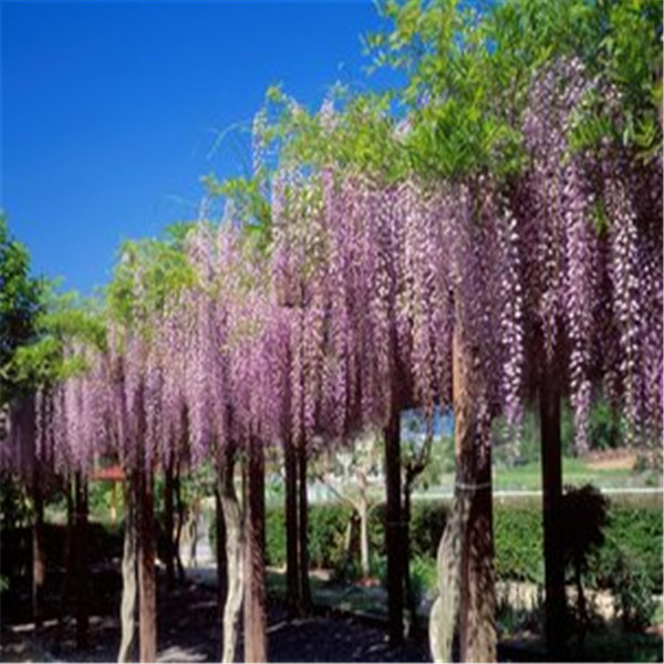 10piece Wisteria Seed Set Mixed Color Blooming Tree For Indoor And Outdoor Decor - 25