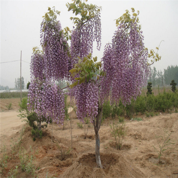 10piece Wisteria Seed Set Mixed Color Blooming Tree For Indoor And Outdoor Decor - 21