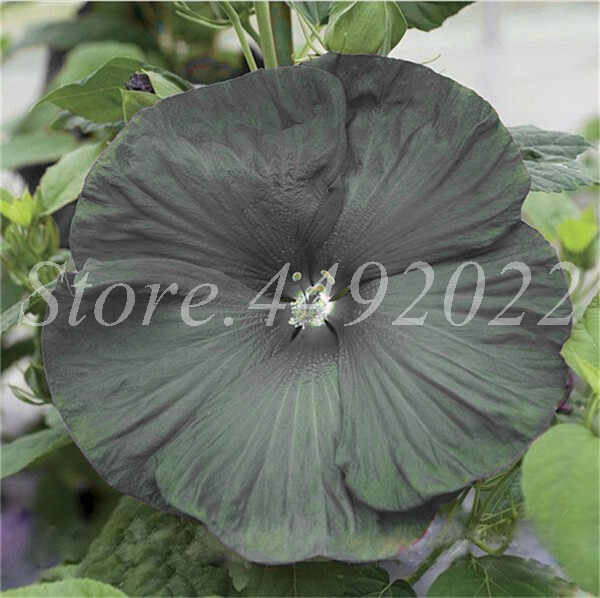 300 Pcs Multicolor Giant Hibiscus Rosasinensis Seeds For Large Blossom Trees Ideal For Containers Outdoor Spaces - 5