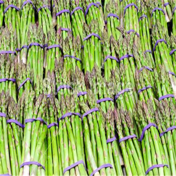 50pcs Organic Heirloom Asparagus Green Vegetable Seeds For Perennial Outdoor Cultivation Bamboo Variety - 28