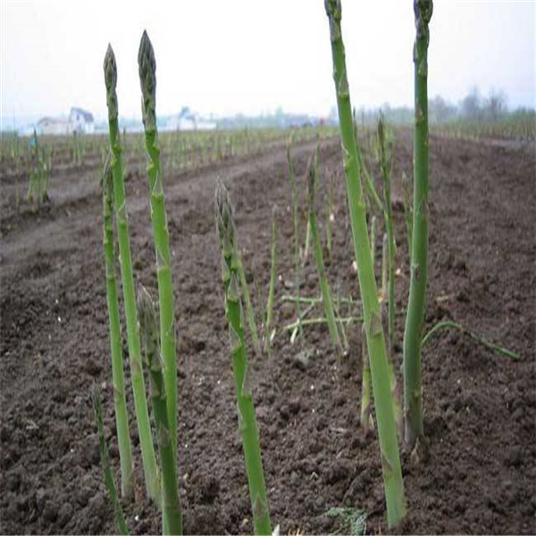 50pcs Organic Heirloom Asparagus Green Vegetable Seeds For Perennial Outdoor Cultivation Bamboo Variety - 22