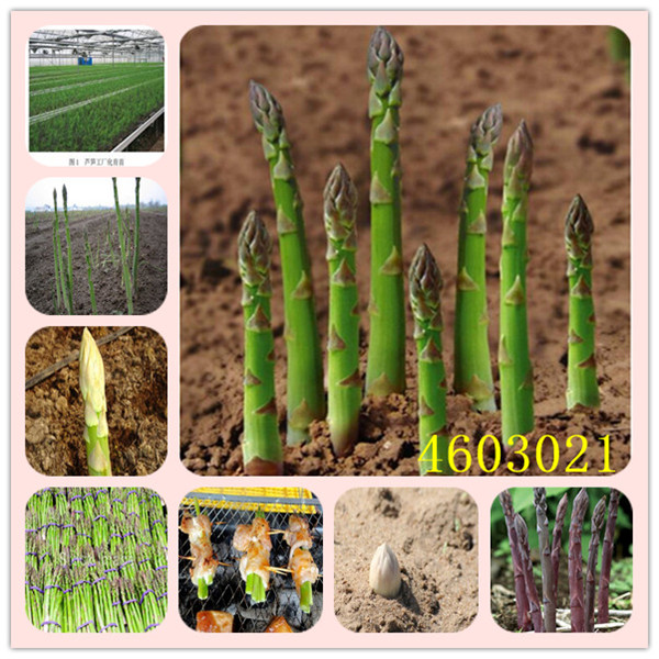 50pcs Organic Heirloom Asparagus Green Vegetable Seeds For Perennial Outdoor Cultivation Bamboo Variety - 21