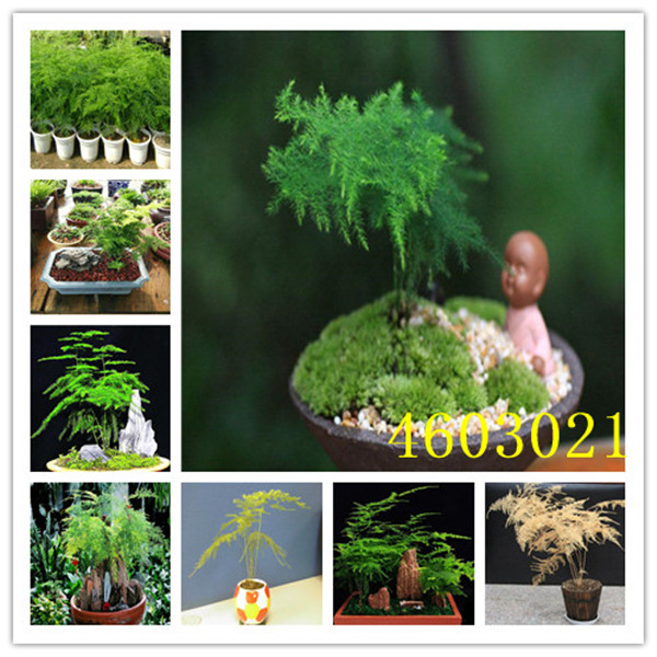 50pcs Organic Heirloom Asparagus Green Vegetable Seeds For Perennial Outdoor Cultivation Bamboo Variety - 17