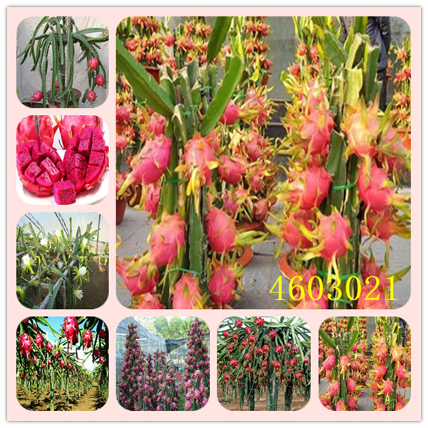 50pcs Organic Heirloom Asparagus Green Vegetable Seeds For Perennial Outdoor Cultivation Bamboo Variety - 6