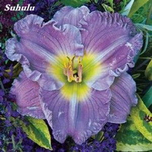 100 Pcs Fresh Bonsai Hemerocallis Daylily Perennial Flower Plant Day Lily Beauty Your Garden Seeds - 2