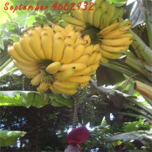 Hot 50 Pcs Dwarf Banana Bonsai Tree Tropical Fruit Balcony Flower Home Planting To Plant Seeds - 2