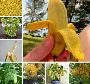 Hot 50 Pcs Dwarf Banana Bonsai Tree Tropical Fruit Balcony Flower Home Planting To Plant Seeds