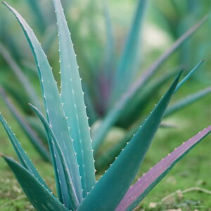 100 Pcs Rainbow Aloe Bonsai Mixed Excellent Succulent Plants Vera Plant Succulentas Flower Home Garden Decor Seeds - 2