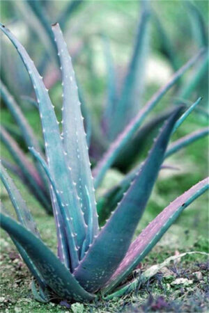 100 Pcs Rainbow Aloe Bonsai Mixed Excellent Succulent Plants Vera Plant Succulentas Flower Home Garden Decor Seeds - 2