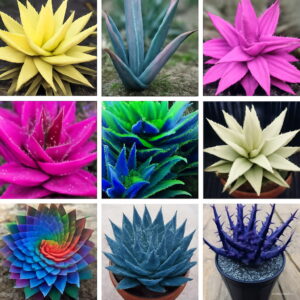 100 Pcs Rainbow Aloe Bonsai Mixed Excellent Succulent Plants Vera Plant Succulentas Flower Home Garden Decor Seeds
