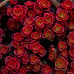 100 Pcs Bonsai Succulent Plants Lithops Pseudotruncatella Pot Plant Colorful Meaty Garden Seeds - 6 100 Pcs Bonsai Succulent Plants Lithops Pseudotruncatella Pot Plant Colorful Meaty Garden Seeds - 6