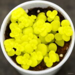 100 Pcs Bonsai Succulent Plants Lithops Pseudotruncatella Pot Plant Colorful Meaty Garden Seeds - 5 100 Pcs Bonsai Succulent Plants Lithops Pseudotruncatella Pot Plant Colorful Meaty Garden Seeds - 5