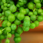 100 Pcs Bonsai Succulent Plants Lithops Pseudotruncatella Pot Plant Colorful Meaty Garden Seeds - 4 100 Pcs Bonsai Succulent Plants Lithops Pseudotruncatella Pot Plant Colorful Meaty Garden Seeds - 4