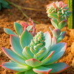 100 Pcs Bonsai Succulent Plants Lithops Pseudotruncatella Pot Plant Colorful Meaty Garden Seeds - 3 100 Pcs Bonsai Succulent Plants Lithops Pseudotruncatella Pot Plant Colorful Meaty Garden Seeds - 3