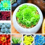 100 Pcs Bonsai Succulent Plants Lithops Pseudotruncatella Pot Plant Colorful Meaty Garden Seeds